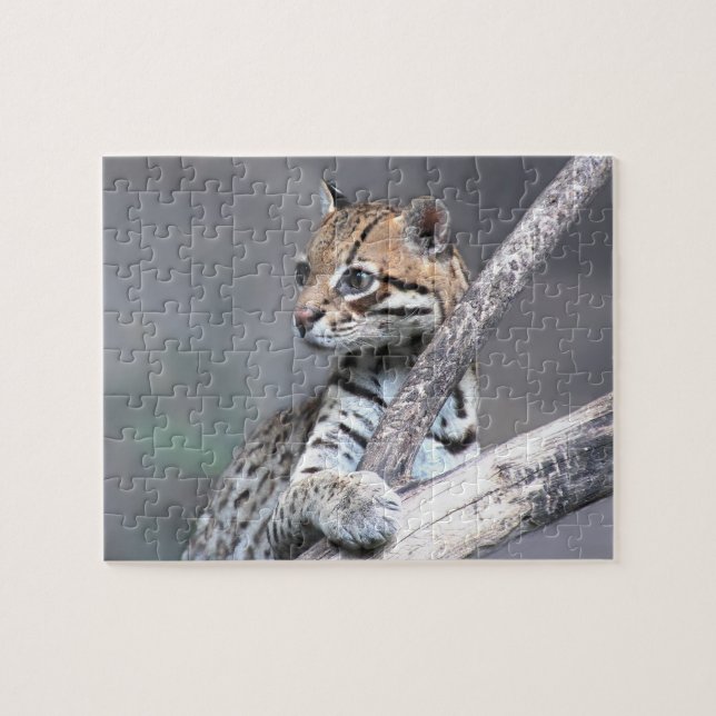 Puzzle Ocelot (Horizontal)