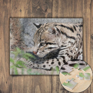 Puzzle Ocelot Closeup