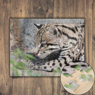Puzzle Ocelot Closeup