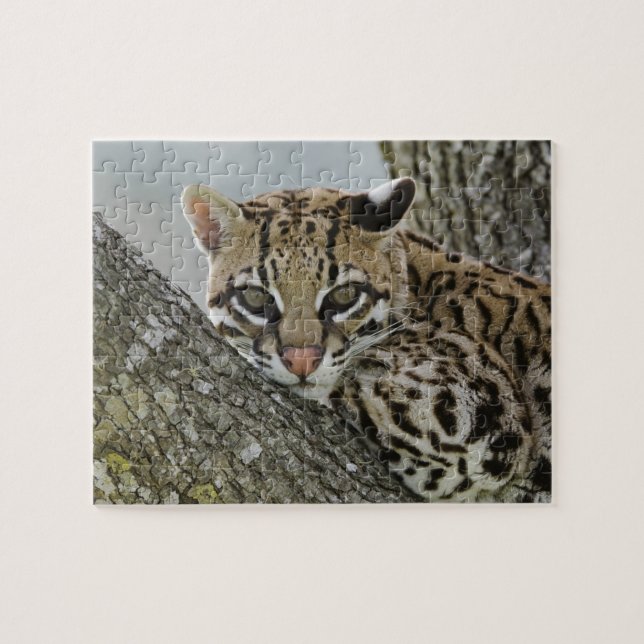 Puzzle Ocelote, Felis pardalis, cautivo, hembra descansan (Horizontal)