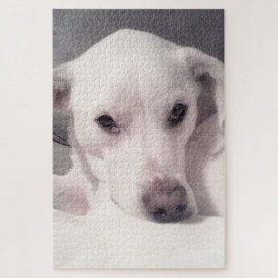 Puzzle Ojos alegres y cortos Perro picante blanco y gris