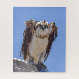 Puzzle Ojos del águila pescadora