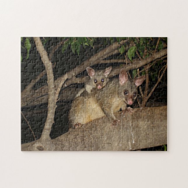 Puzzle Oposums de Brushtail (Horizontal)