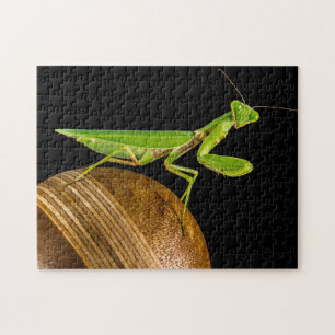 Puzzle Orando a Mantis Macro