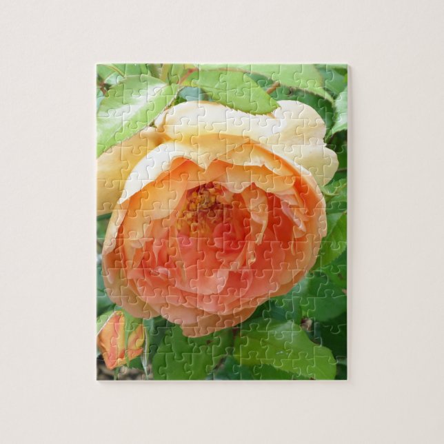 Puzzle Orange Blush Rose (Vertical)