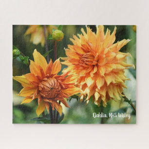 Puzzle Orange & Yellow Dahlia Garden Flowers RHS Wisley