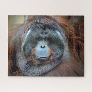 Puzzle Orangután