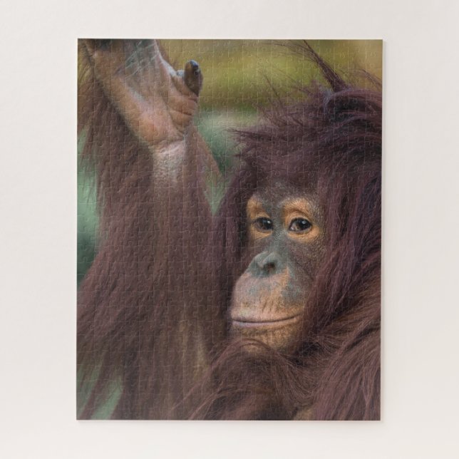 Puzzle Orangutan Kayan (Vertical)
