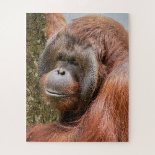 Puzzle Orangután machista