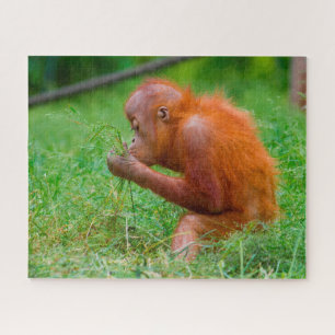 Puzzle Orangutanes.