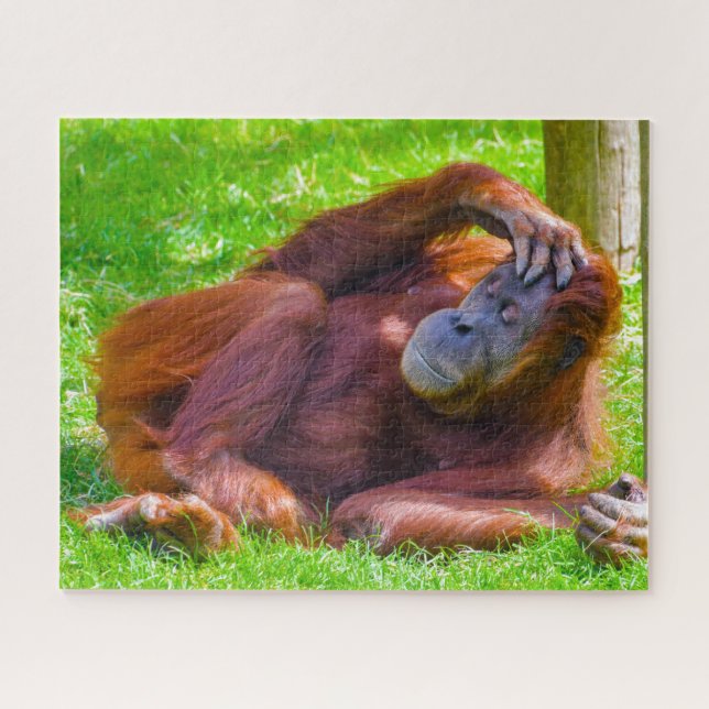 Puzzle Orangutanes. (Horizontal)