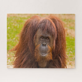 Puzzle Orangutanes.
