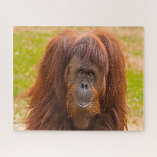Puzzle Orangutanes.