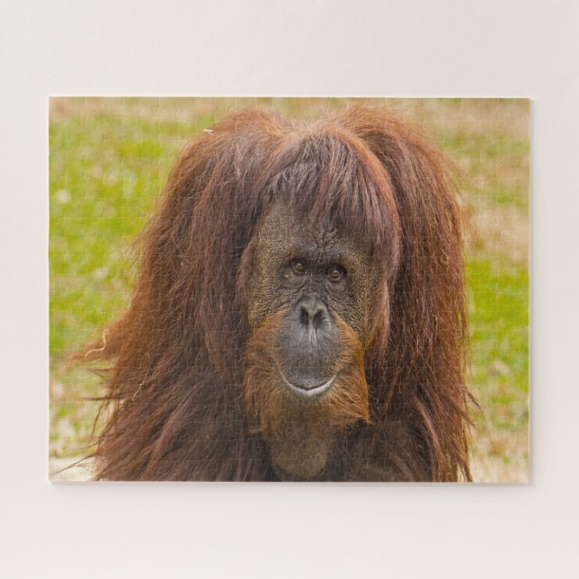 Puzzle Orangutanes. (Horizontal)