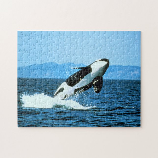 Puzzle Orca (Horizontal)