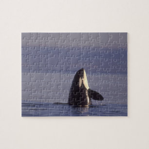 Puzzle Orca asesina (Orca orcinus) espiando cerca