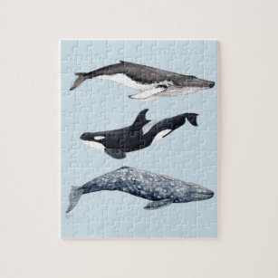Puzzle Orca, ballena jorobada y ballena gris