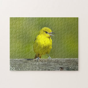 Puzzle Orchard Oriole - Foto original