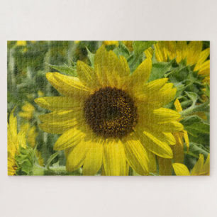 Puzzle Oro de girasol