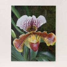 Orquídea