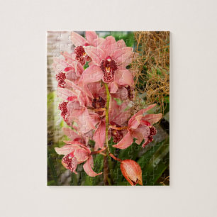 Puzzle Orquídea - Cymbidium - Vivien hainsworth x alhaja
