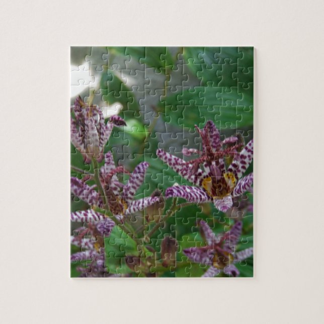 Puzzle Orquídea de rayas blancas púrpura como lilo floral (Vertical)