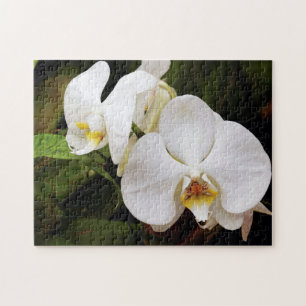 Puzzle Orquídea Luna Blanca (Phalaenopsis Aphrodite)