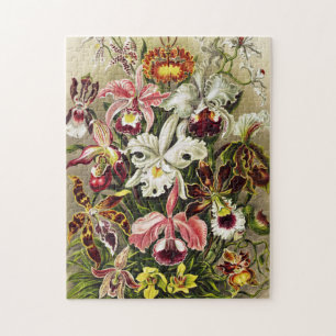 Puzzle Orquídeas Orchideae Denusblumen Ernst Haeckel