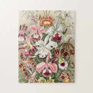 Puzzle Orquídeas, Orquídea Denusblumen, por Ernst Haeck