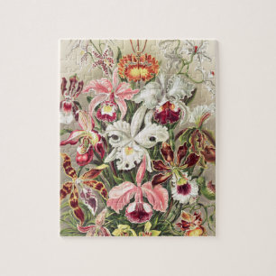 Puzzle Orquídeas, Orquídea Denusblumen, por Ernst Haeck
