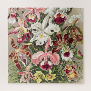 Puzzle Orquídeas, Orquídea Denusblumen, por Ernst Haeckel