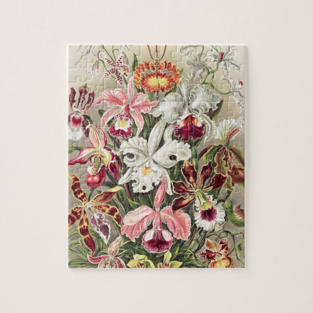 Puzzle Orquídeas, Orquídea Denusblumen, por Ernst Haeckel (Vertical)