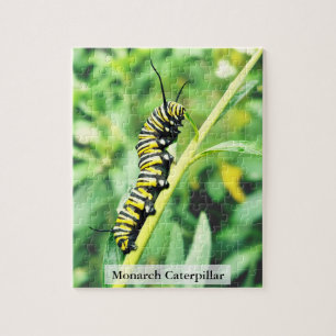 Puzzle Oruga de Mariposa Monarca Alimentación 110 Piezas
