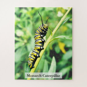 Puzzle Oruga de Mariposa Monarca en Planta de Cisne 56 Pz