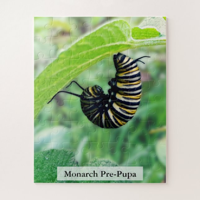 Puzzle Oruga de Mariposa Monarca Etapa Pre-Pupa 56Pcs (Vertical)