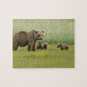Puzzle Osa de oso pardo de Alaska y tres crías, Ursus