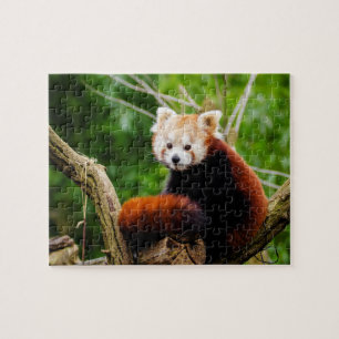 Puzzle Oso de panda roja lindo