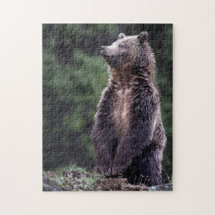 Puzzle Oso grizzly derecho