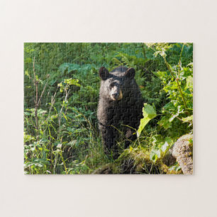Puzzle Oso negro curioso