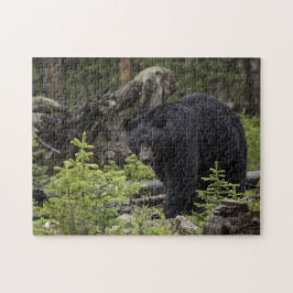 Puzzle Oso negro en el bosque