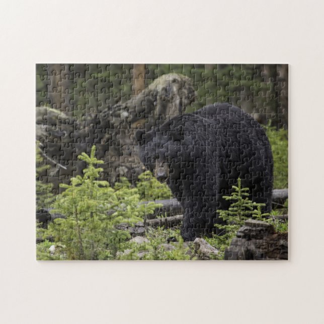 Puzzle Oso negro en el bosque (Horizontal)