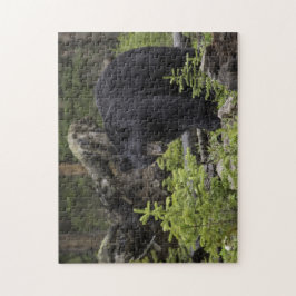 Puzzle Oso negro en el bosque