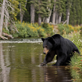 Puzzle Oso negro en el río