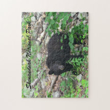 Oso negro Parque nacional Shenandoah Virginia