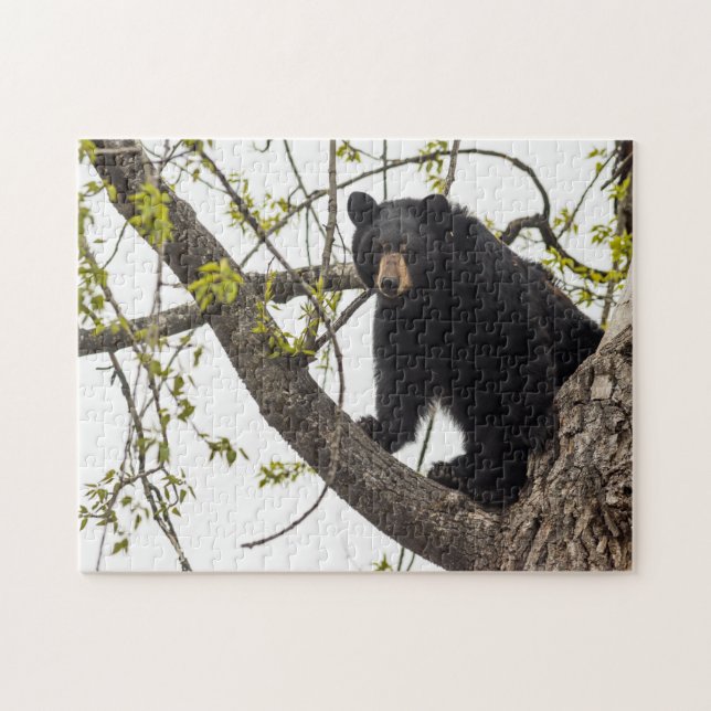 Puzzle Oso negro que sube (Horizontal)