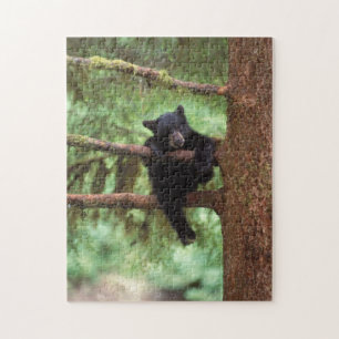 Puzzle oso negro, Ursus americanus, cría en un árbol