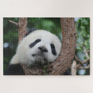 Puzzle Oso panda durmiente sobre un árbol