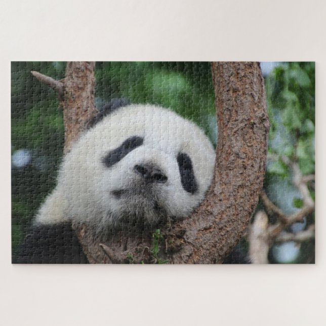Puzzle Oso panda durmiente sobre un árbol (Horizontal)