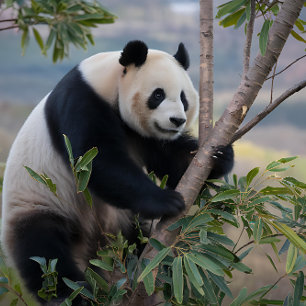 Puzzle Oso Panda en un Árbol