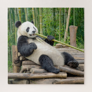 Puzzle Oso Panda Mordiendo un Tallo de Bambú